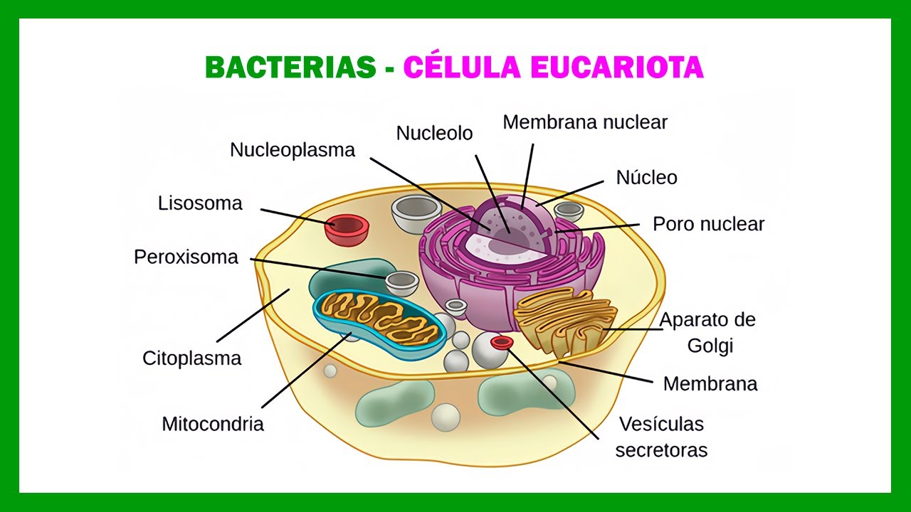 Qué son las CÉLULA EUCARIOTAS | Las Bacterias