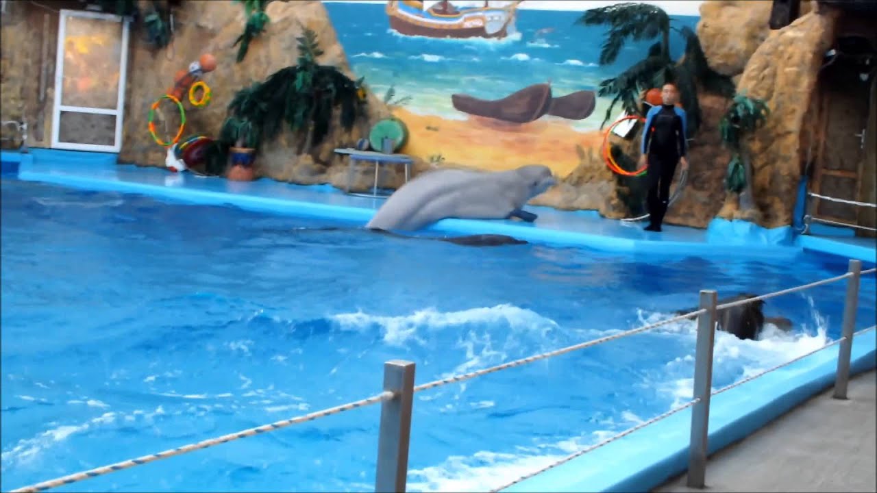 Odessa Nemo Dolphinarium Ukraine