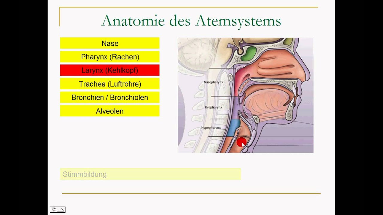 Atmungssystem