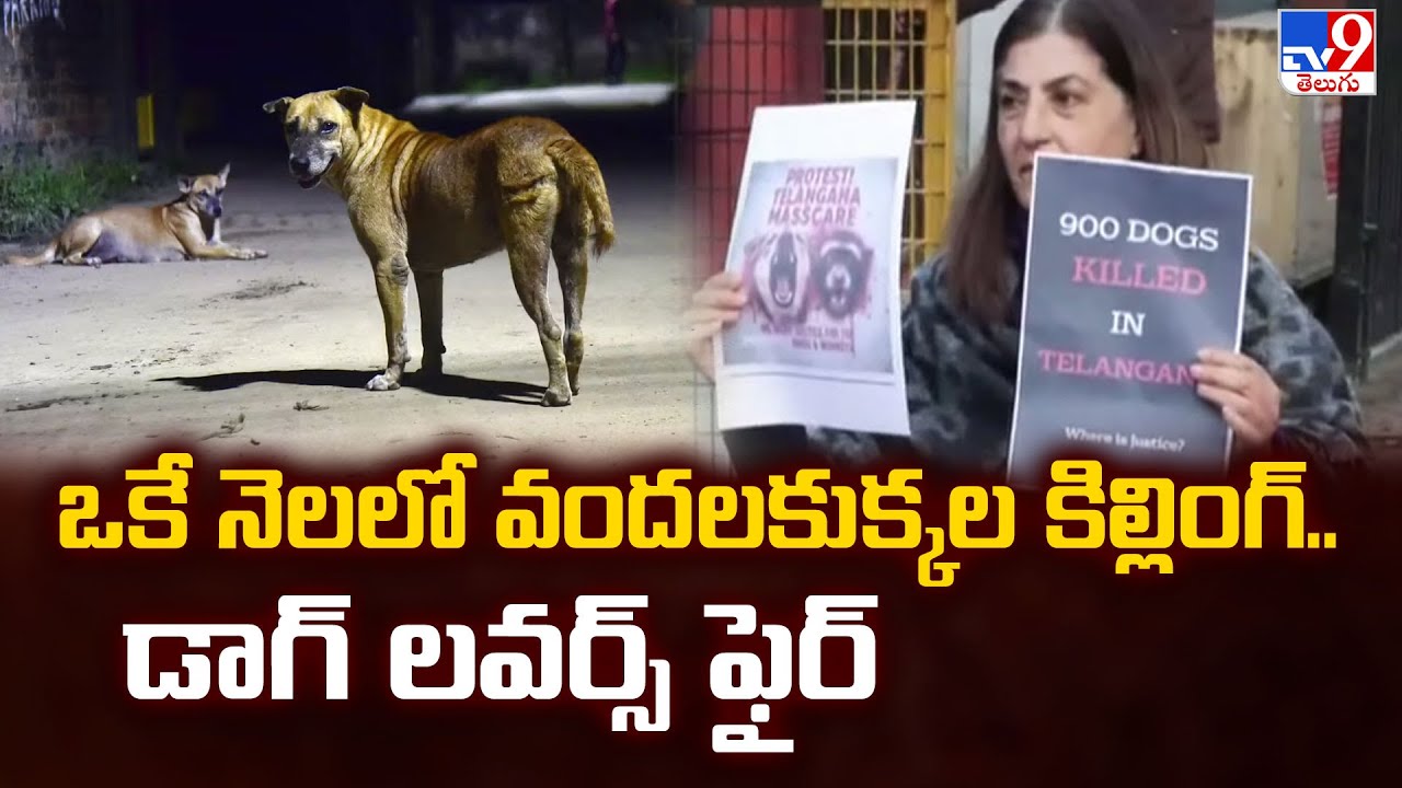 ఒకే నెలలో వందలకుక్కల కిల్లింగ్.. డాగ్ లవర్స్ ఫైర్ - TV9