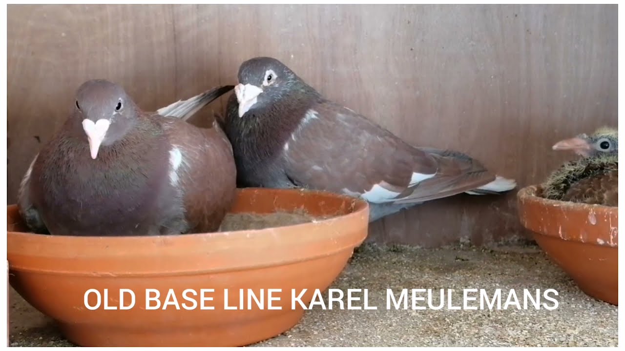 OLD BASE LINE KAREL MEULEMANS
