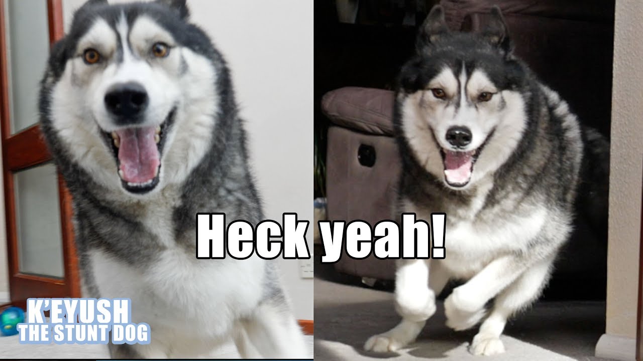 My Husky Demands Lunch In The Funnest Way! He's Gone Cray Cray!