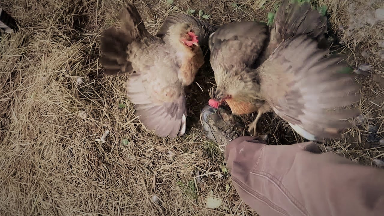 I'm Attacked By TWO Hens Protecting Their Chicks