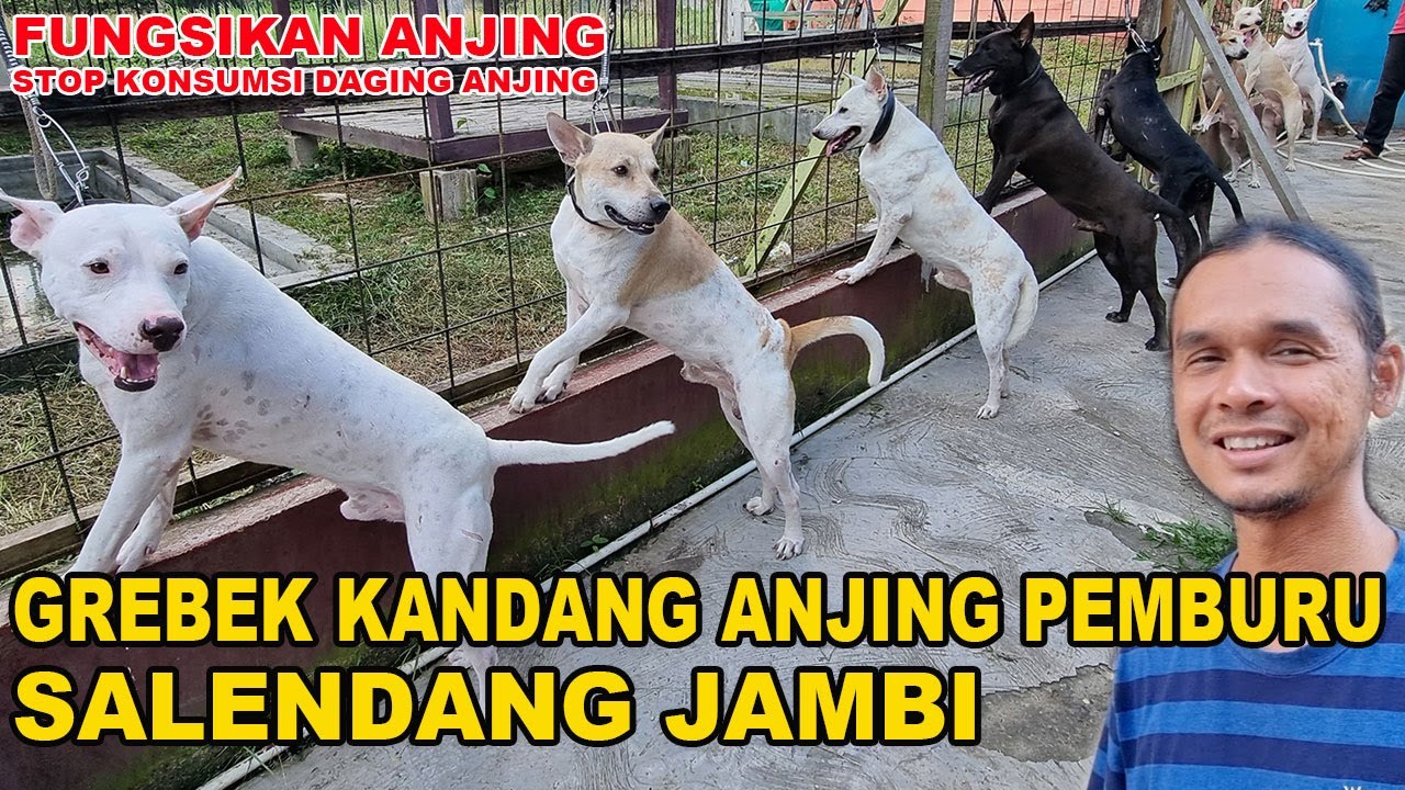 GREBEK KANDANG ANJING PEMBURU SALENDANG JAMBI