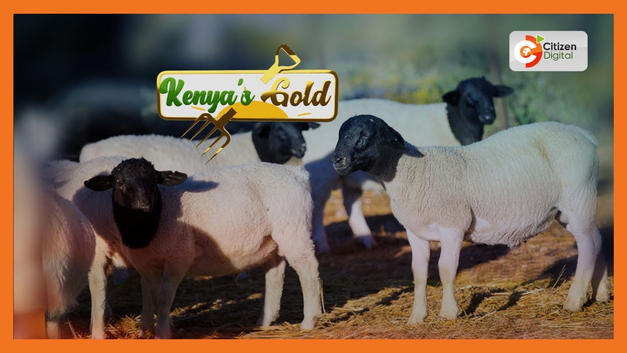| KENYA'S GOLD | Dorper Sheep [Part 2]