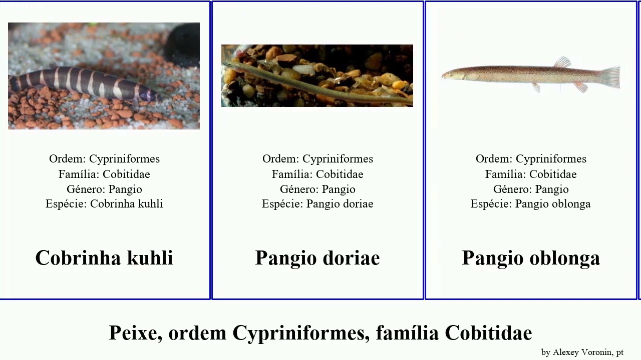 Peixe, ordem Cypriniformes, fam&iacute;lia Cobitidae fish oblonga Pangio Sabanejewia Cobitis Patrick