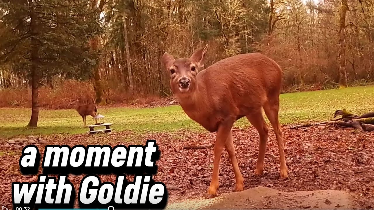 A Moment With Goldie