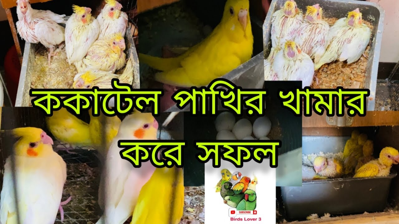 ককাটেল পাখির খামার করে সফল | বাড়ির ছাদে পাখির খামার করার পদ্ধতি | ককাটেল পাখির খামার করার পদ্ধতি