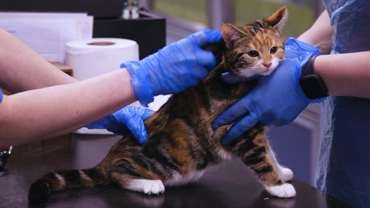 A day in the life of a vet | Working at Cats Protection