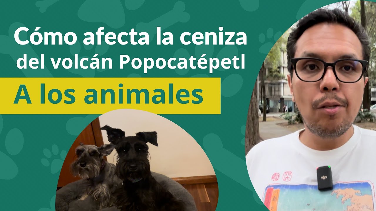 🌋🐕 C&oacute;mo cuidar a mi perro de las cenizas del volc&aacute;n Popocat&eacute;petl 🤯 PERRHIJOS🐾 ceniza volc&aacute;nica