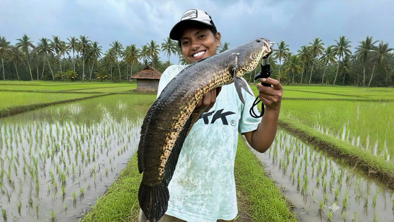 പറന്നടിക്കും കൊമ്പന്മാർ 😱 | Snakehead fishing kerala  #new #fishing #youtube #fishingtravellers 