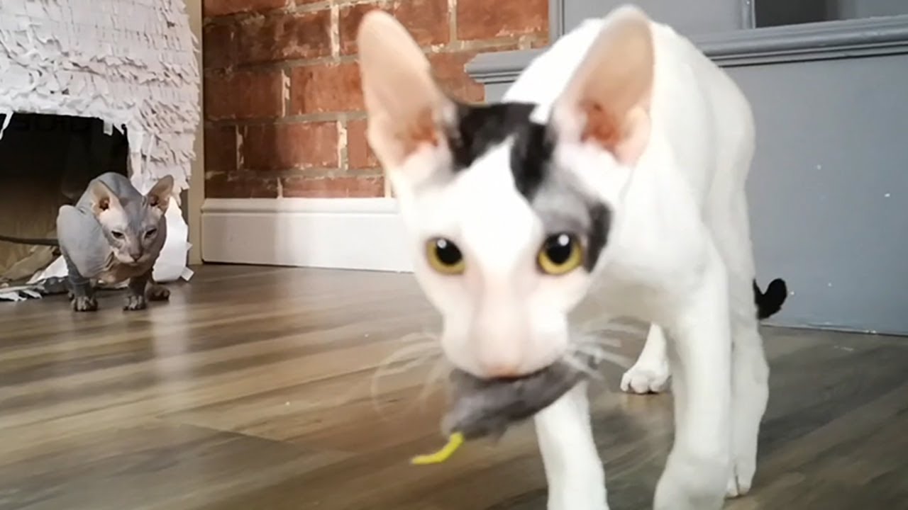 Cats vs Mouse