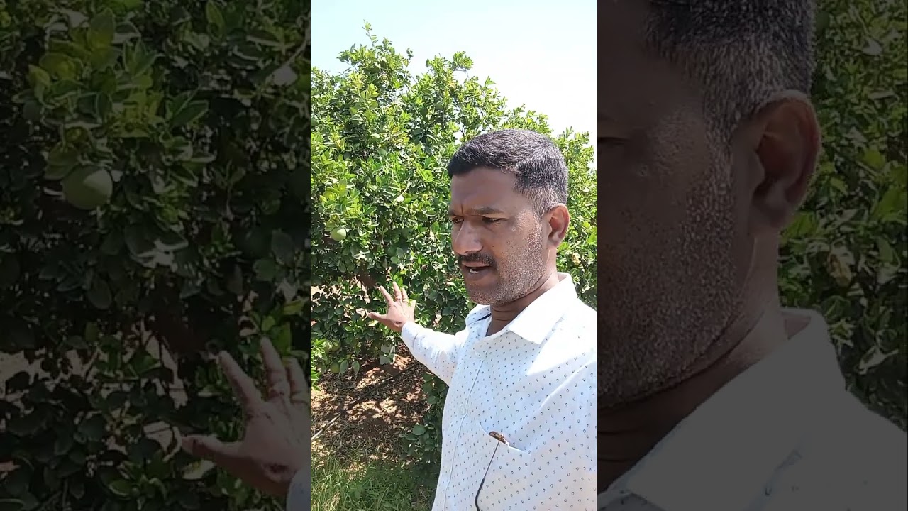 Mosambi garden #fruitcrops #farming #fruitcrops 