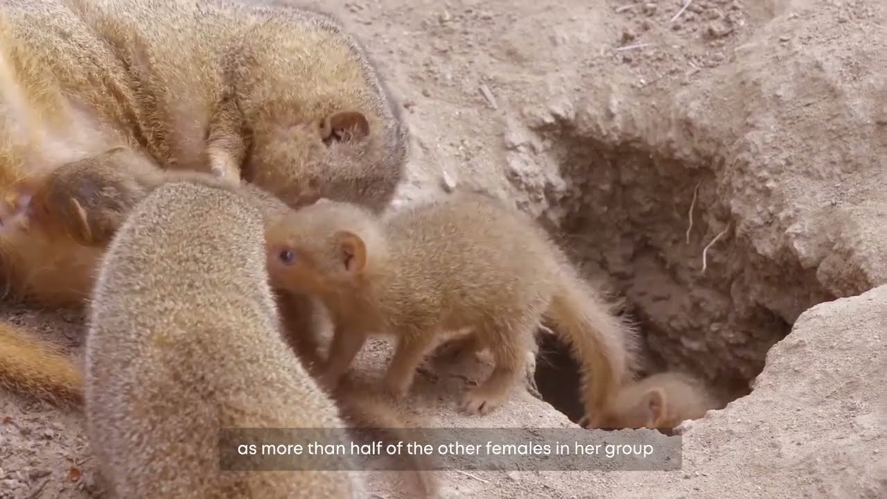 BIRTH SYNCHRONIZATION BEHAVIOR IN MAMMALS