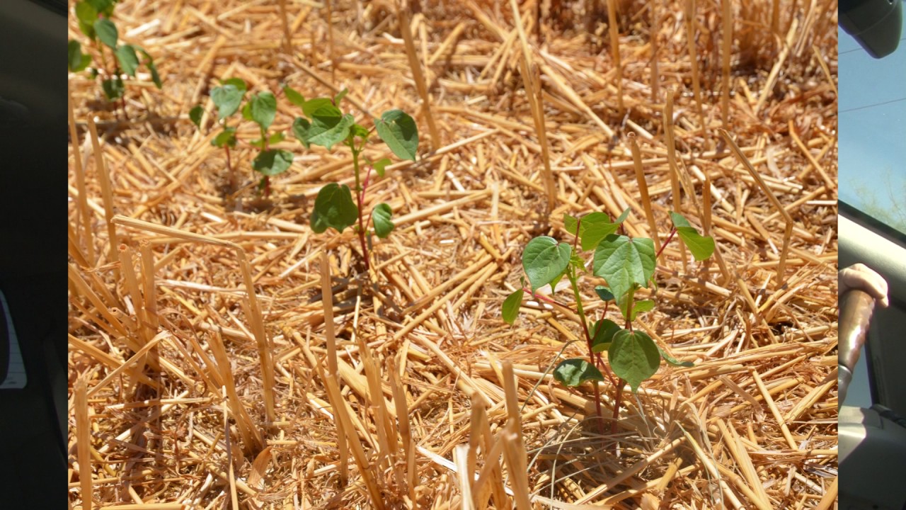 Twenty years of no-tilled double-cropped cotton and wheat in Goodyear, AZ