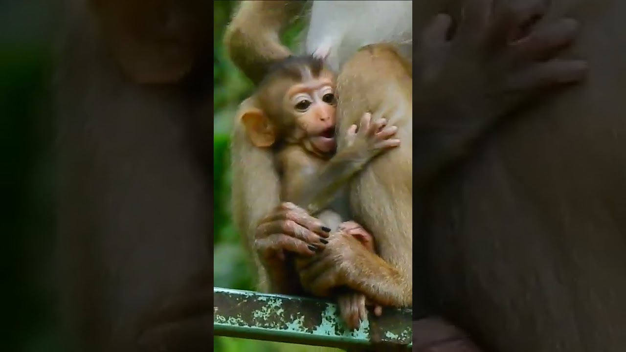 Videos short, short videos, monkey short, public monkey 15