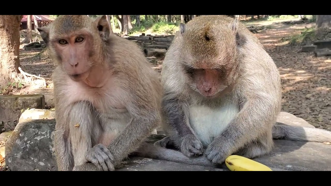 #fanny monkey #babyprimate #monkey #funny #cute baby monkey #lovely #zoo #cute #fannydog #animals 