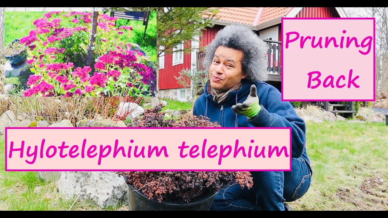 Hylotelephium telephium (Orpine)  - Pruning Back Spent Flower Heads