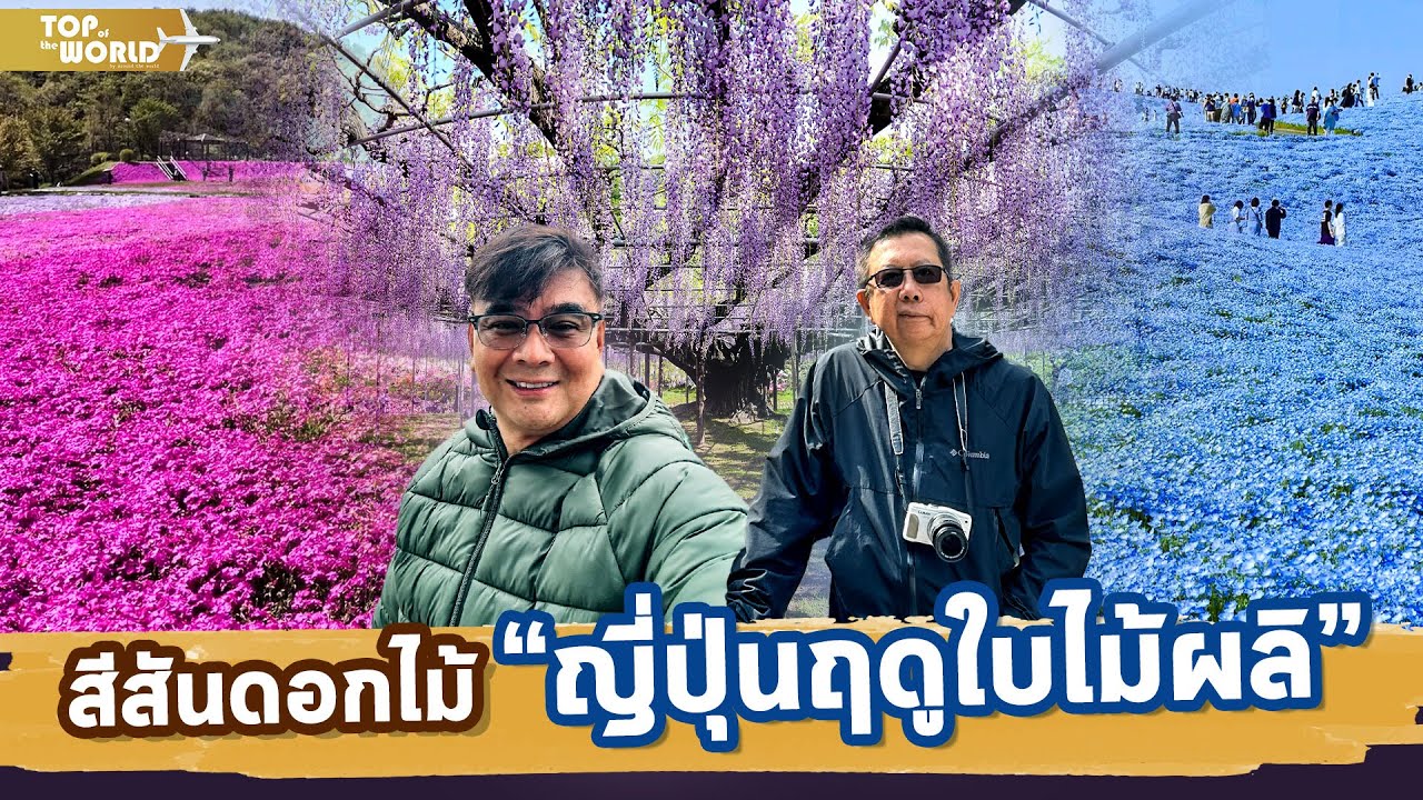 สีสันดอกไม้ ญี่ปุ่นฤดูใบไม้ผลิ | Top of the World