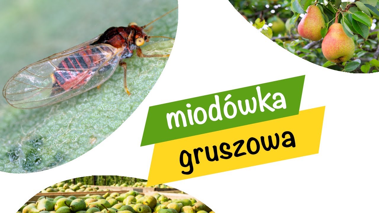 MIODÓWKA gruszowa. Zapobieganie i ochrona | e-pole w ogrodzie