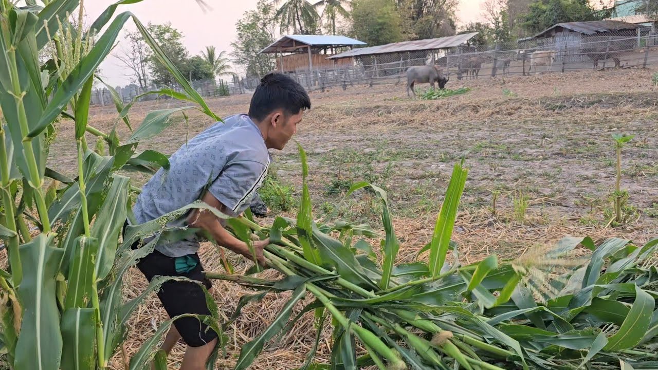 #ตัดลำข้าวโพดให้🐄🐂19 มีนาคม ค.ศ. 2026