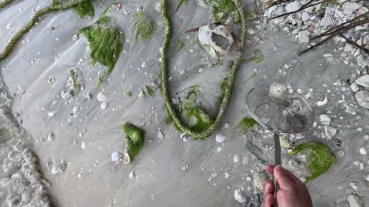 Shelling along the beach in Saint Martin