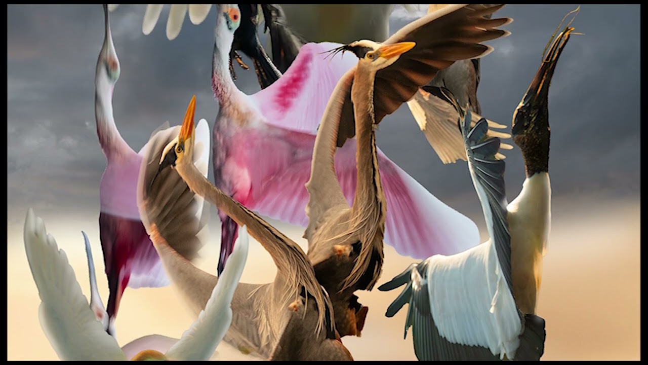 Birds Inside My Dream | Aethergraphy by Meir Martin