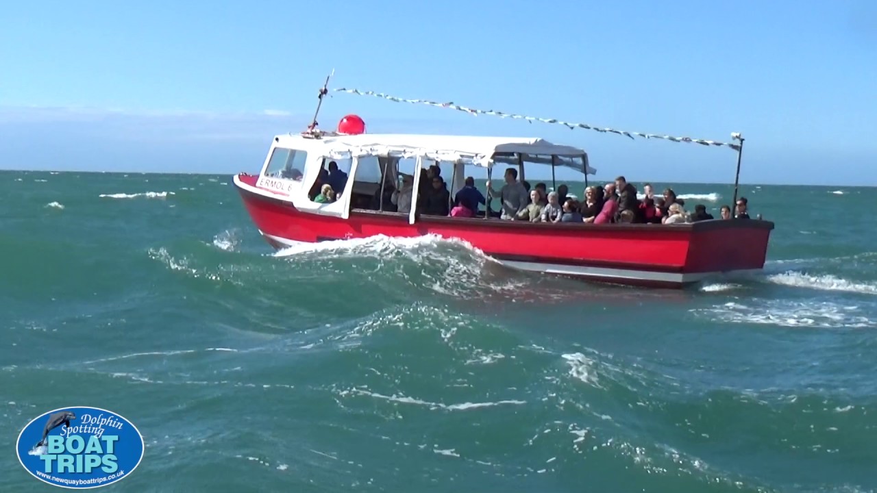 Dolphin Spotting Boat Trip at New Quay Wales