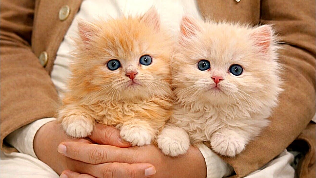 Beautiful Tiny Kitten Found Safety in My Lap 🥹🐾 | Heart-Melting Moment 💛