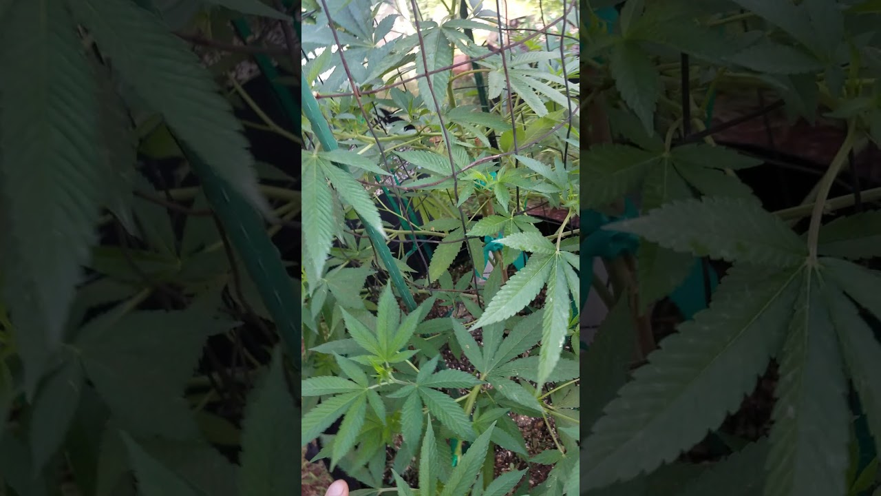 2020 Cannabis Plant training (Tying down/cage HEADCANDY w/comparison)