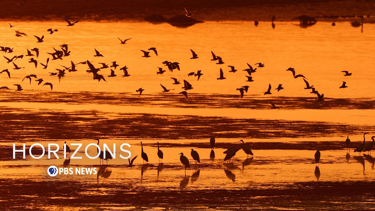 The alarming decline of bird populations and why humans should care
