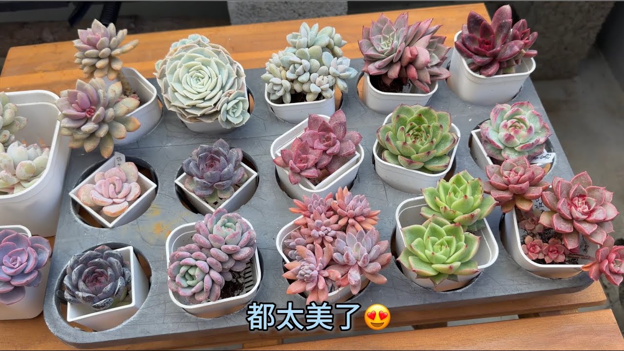 我的另類開箱|朋友分享的美肉脫盆修根|落日玫瑰 紅塵玫瑰 豐沛玫瑰 黑玫瑰 雪蝶 雪鳥 羅賓藍鳥/粉鳳凰 艾倫夢露 嬌蘭 奶茶 月光石 驚鴻仙子 軟糖 糖果烏木 粉珍妮/瑪瑙 奶酪手指 