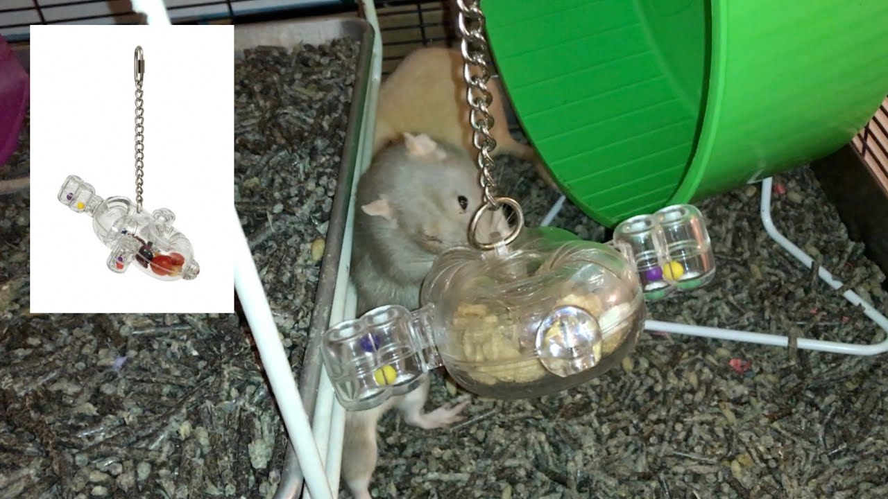 Rat Foraging Friday #24 (Featherland Paradise Space Circles)
