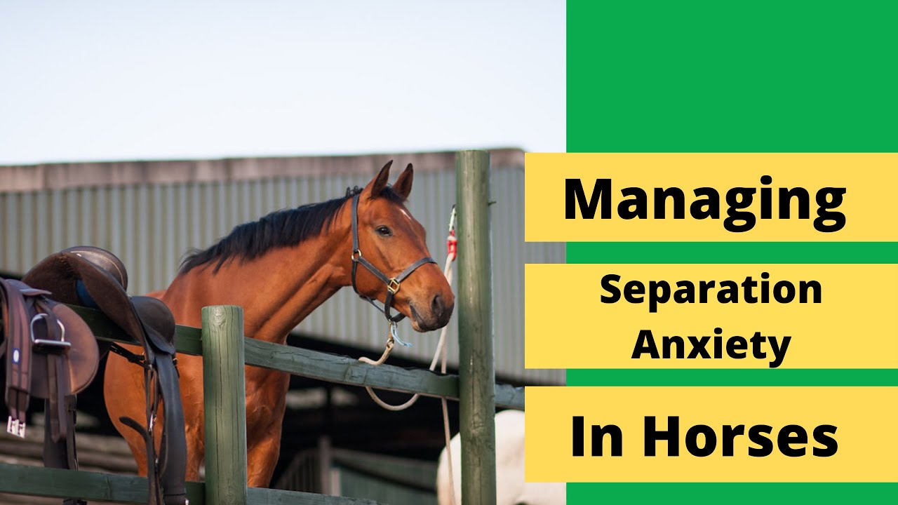 Managing Separation Anxiety in Horses