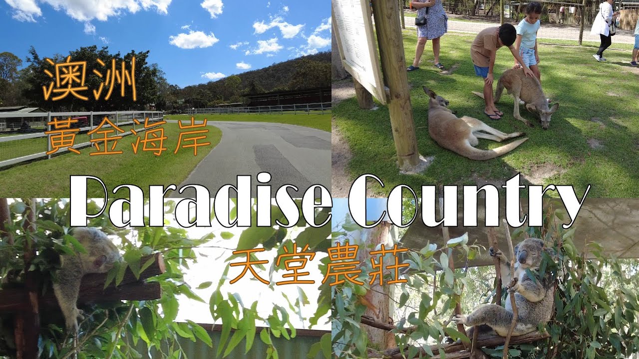 【澳洲黃金海岸】Paradise Country天堂農莊-超多無尾熊超可愛😍