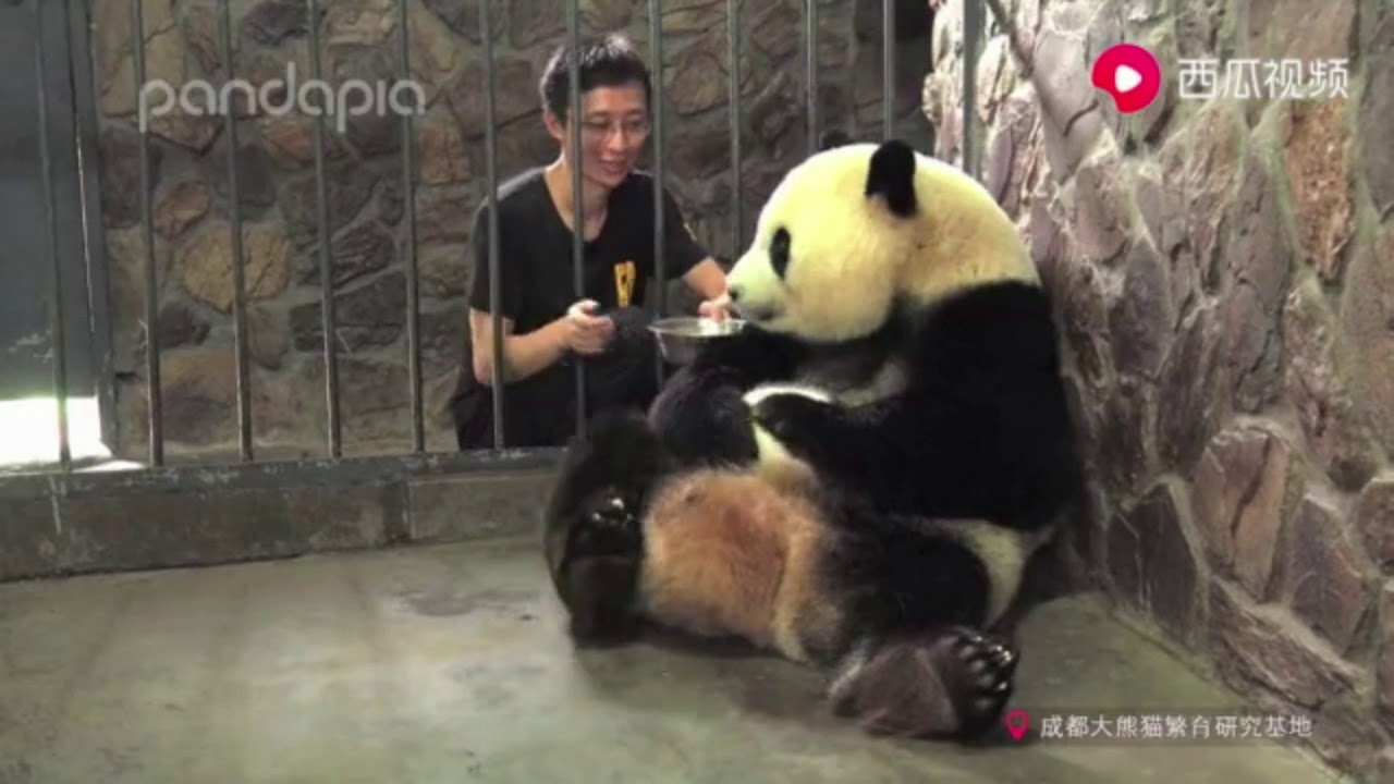 🐼Giant Panda |Tell you how intelligent panda is! 告诉你熊猫智商有多高!