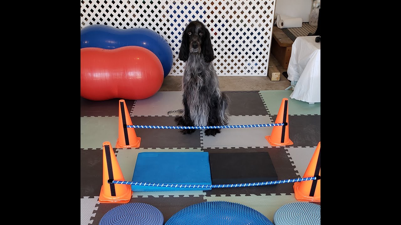 How to do Cavaletti Rail Exercises With Your Dog