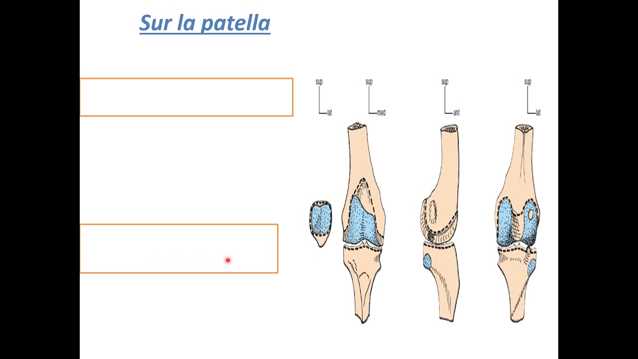 Articulation du genou