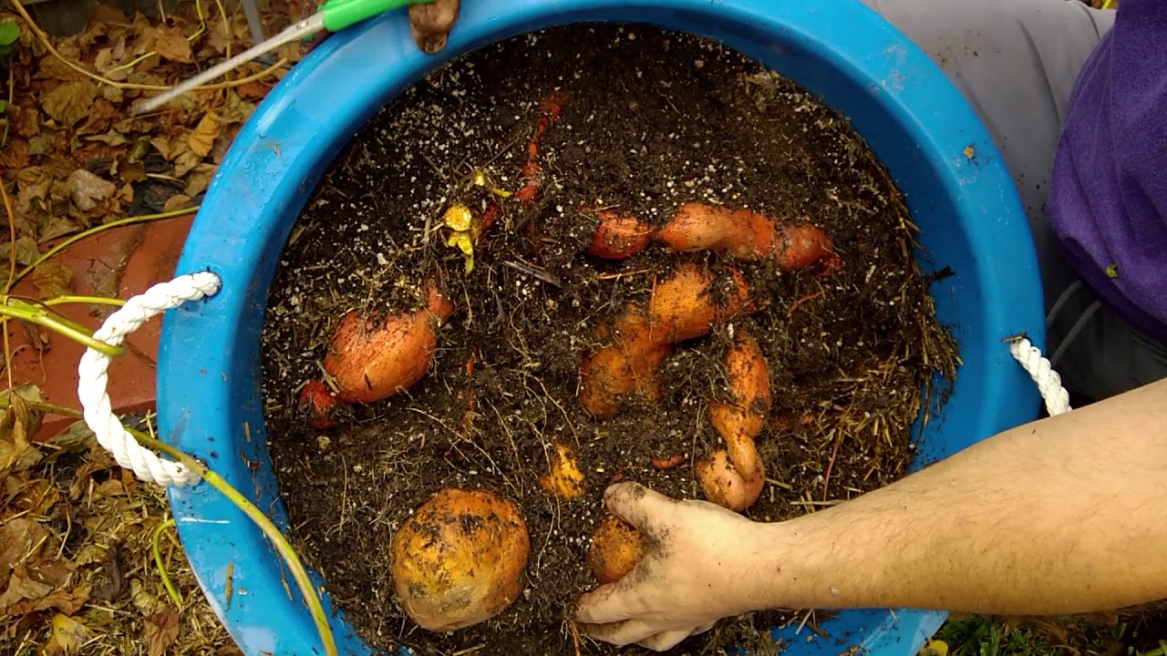 Sweet potato harvest