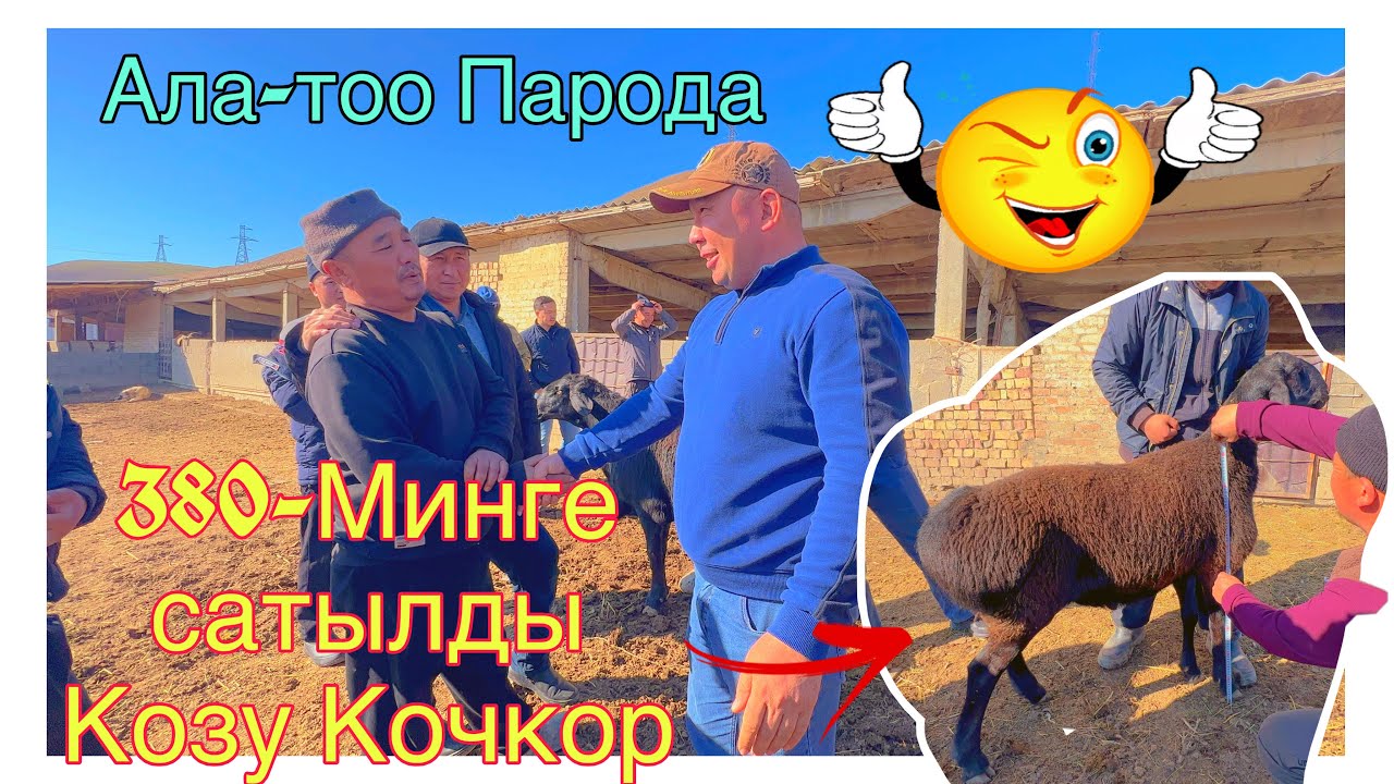 😱🥵380-Минге Козу сатты Айбек ажы Курсан акага @BARPYKG 