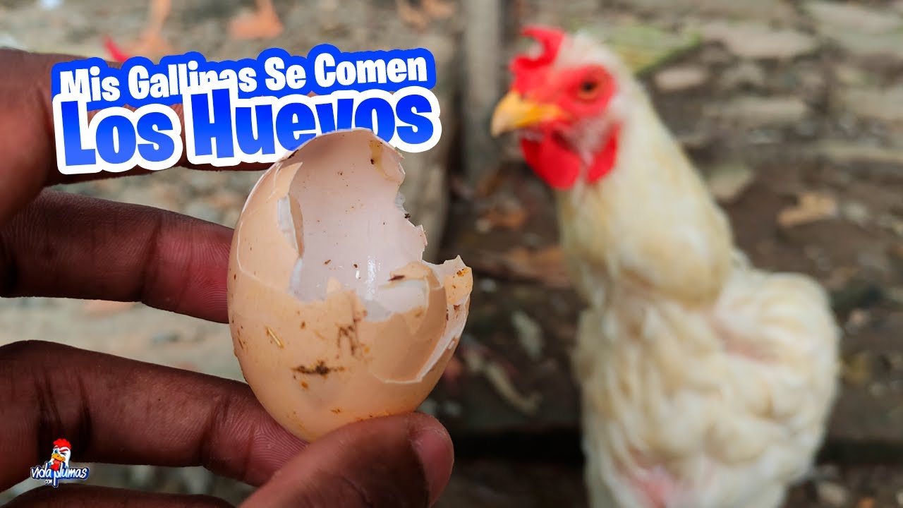 Las gallinas se comen los huevos 🐔🥚 &iquest;C&oacute;mo solucionarlo?