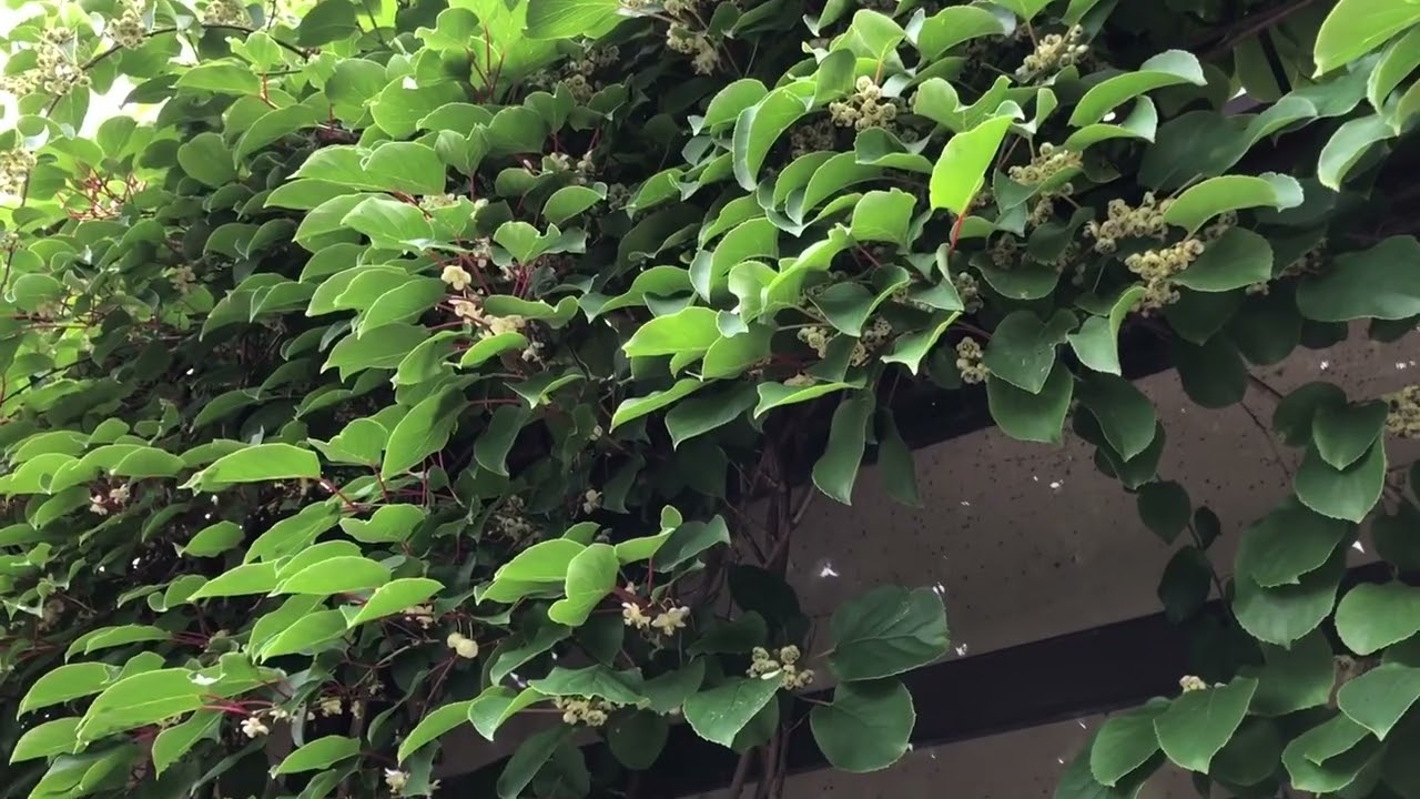 Pnącze Actinidia arguta (mini kiwi)