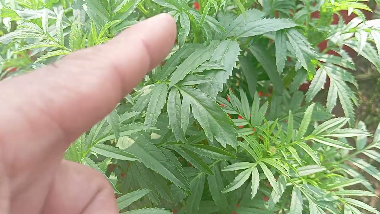 Chia Sẻ Cách Làm Nụ Hoa Vạn Thọ