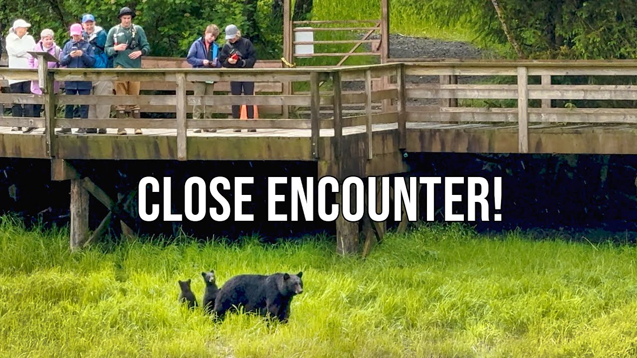 Standing Face to Face with Black Bears in Ketchikan Alaska!