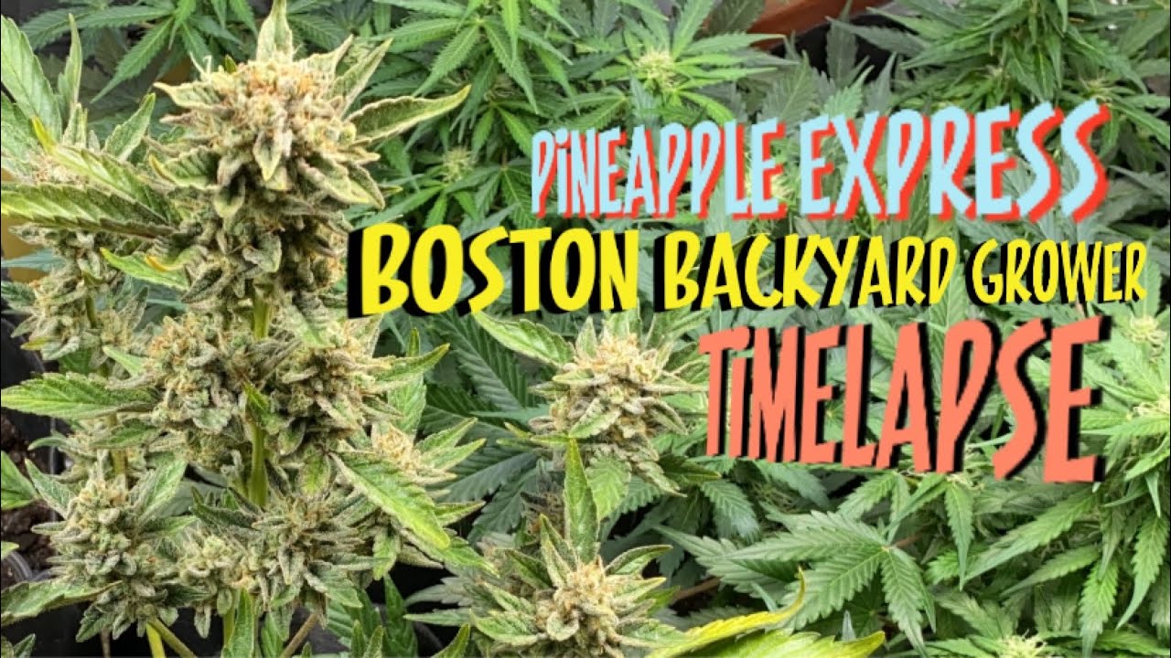TimeLapse Autoflower Cannabis - Pineapple Express Autoflowers Seed To Harvest
