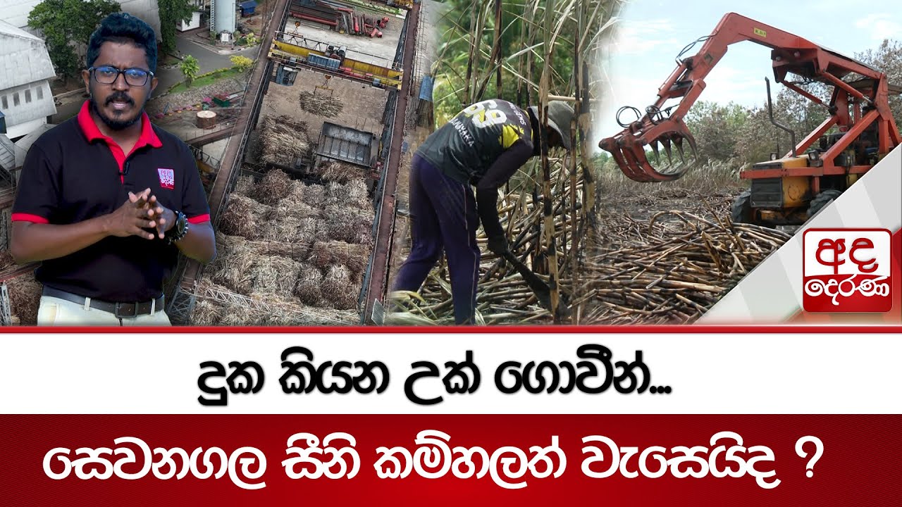 දුක කියන උක් ගොවීන්... සෙවනගල සීනි කම්හලත් වැසෙයිද ?