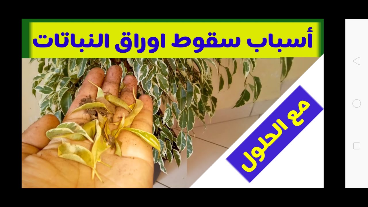 تعرف على أسباب سقوط أوراق نبات الفيكس و النباتات الداخلية و تجنبها