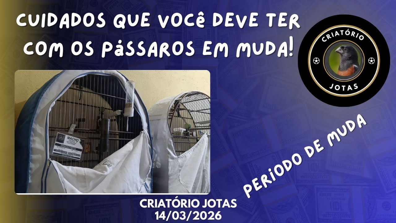 Como tratar dos pássaros em muda!