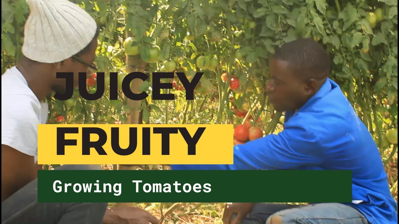 GROW YOUR OWN | How to Grow Tomatoes