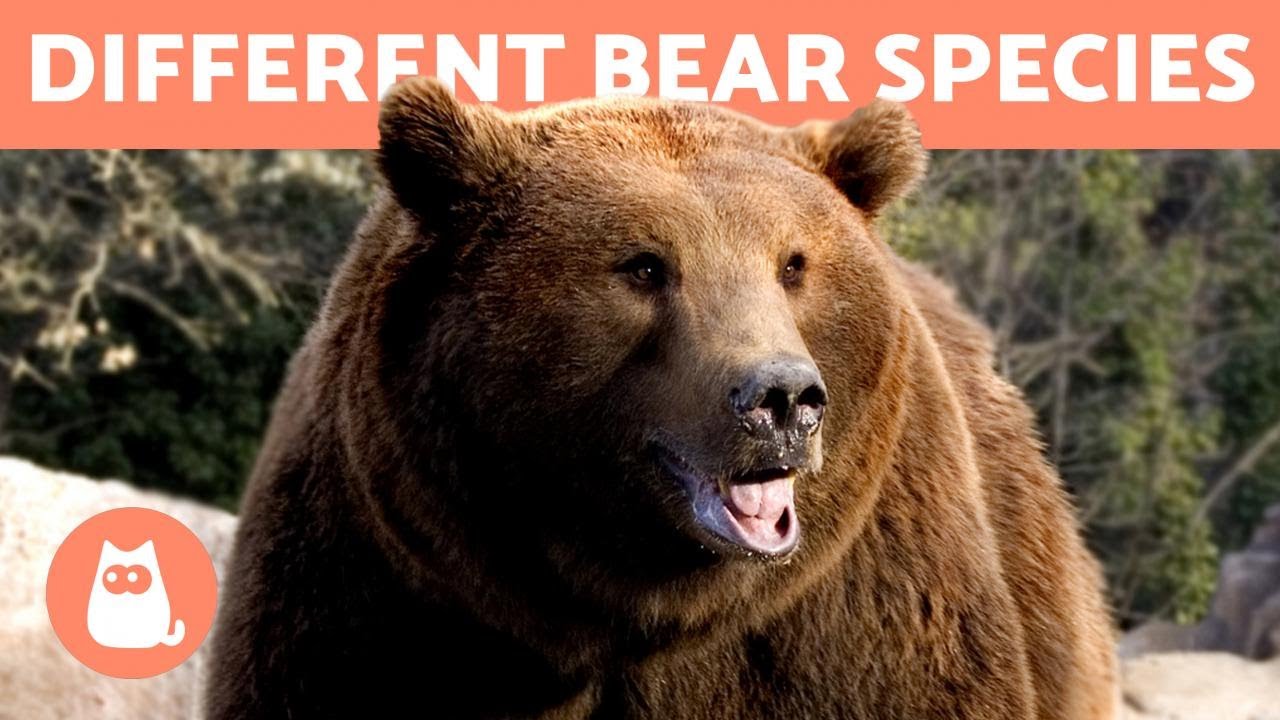 All the Different Types of BEAR 🐻